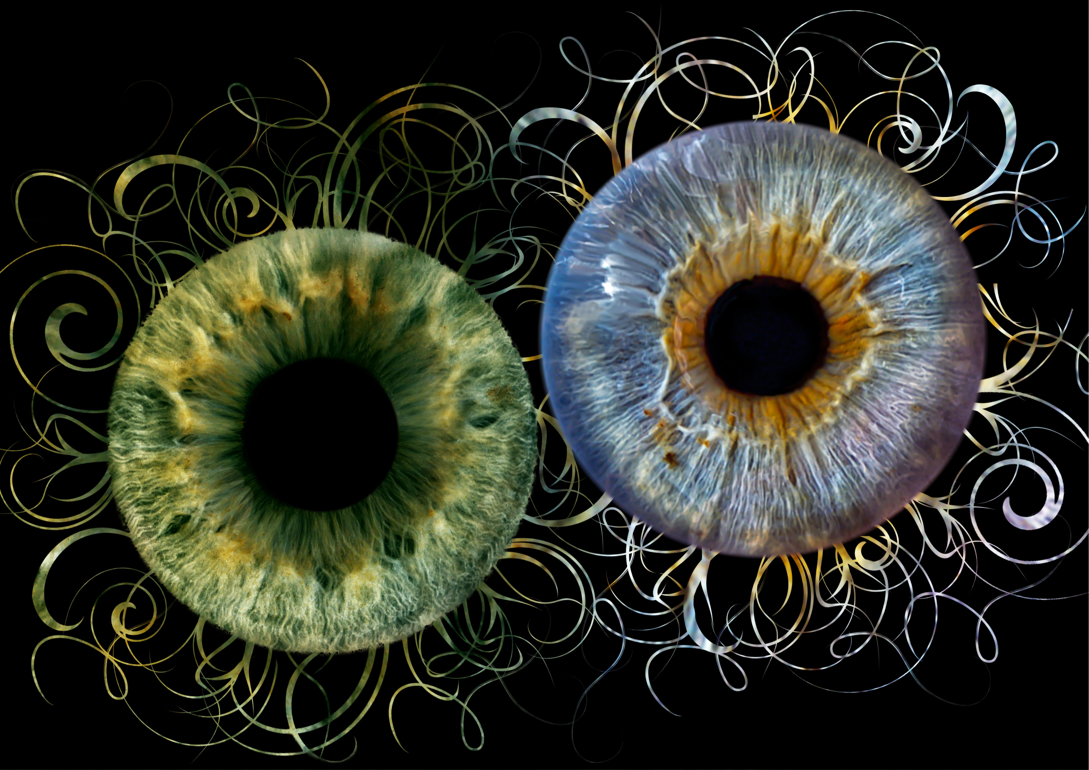 Iris 4